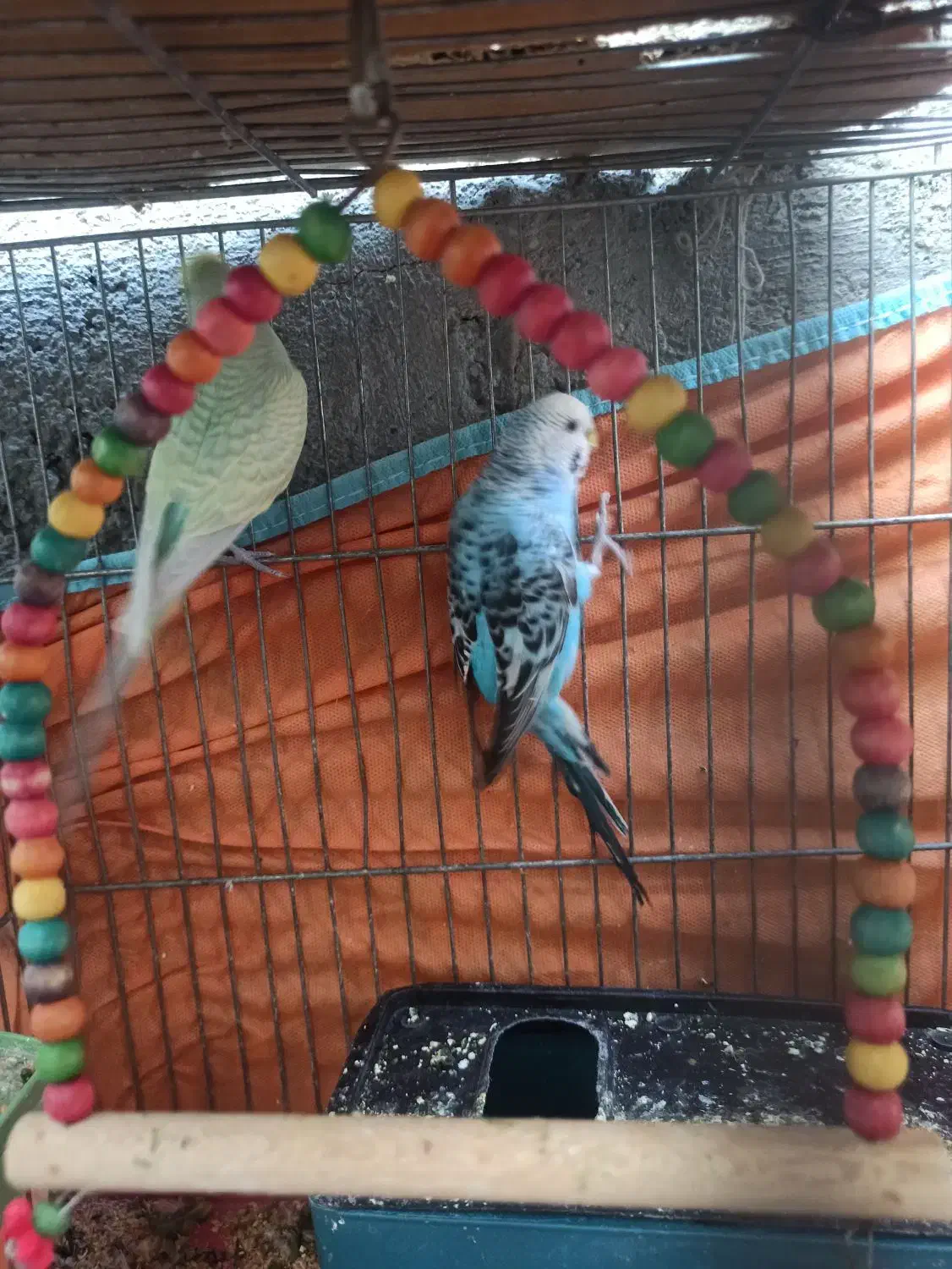 مرغ عشق|پرنده|یاسوج, |دیوار