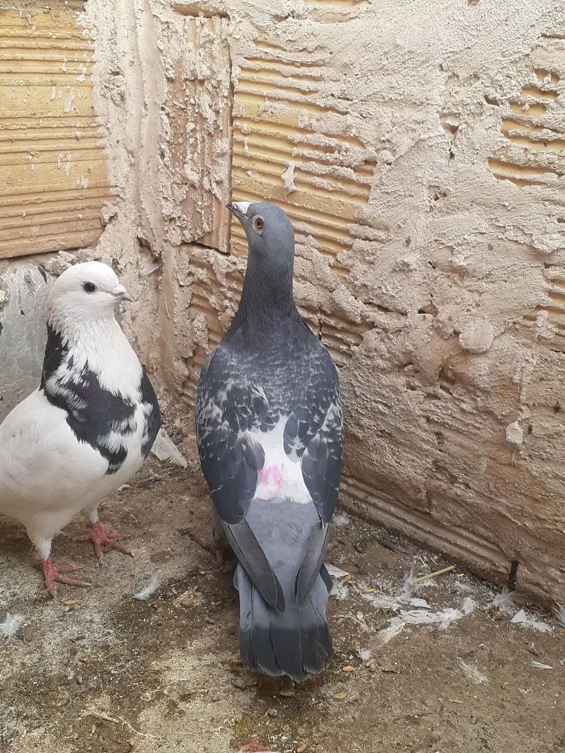 کفتر رنگی|پرنده|قم, ولیعصر|دیوار