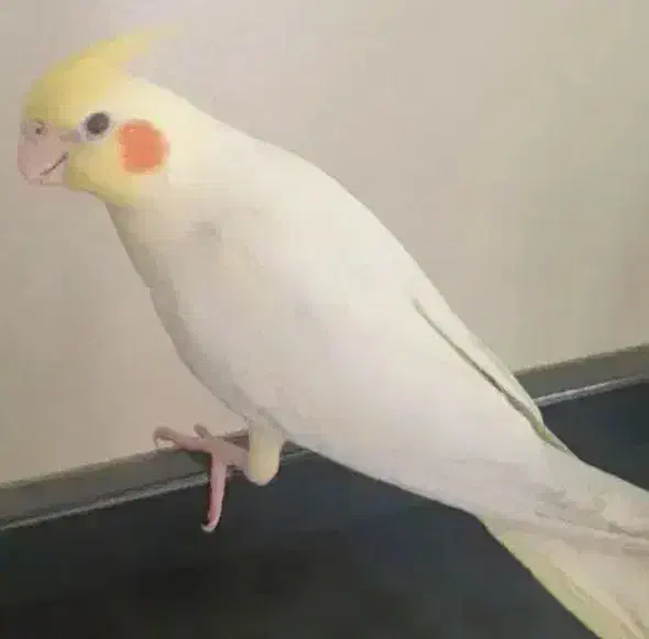 جوجه عروس هلندی|پرنده|بروجن, |دیوار