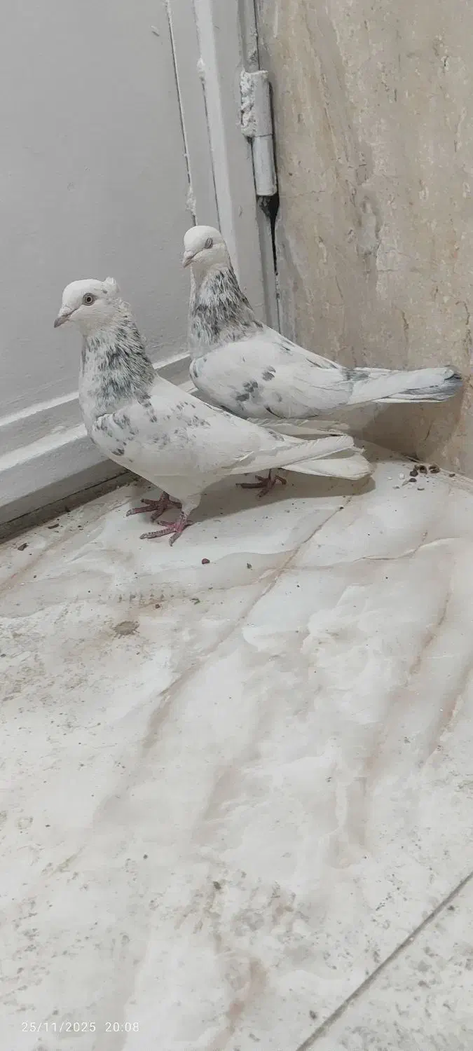 کبوتر غریب|پرنده|کوهدشت, |دیوار