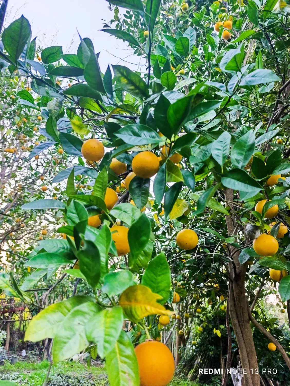 پرتغال سر درختی|عمدهفروشی|چابکسر, |دیوار