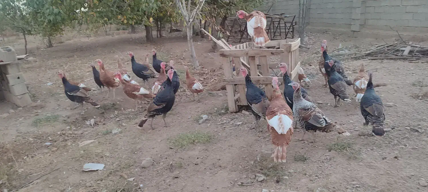 بوقلمون|حیوانات مزرعه|محمدیه-قزوین, |دیوار