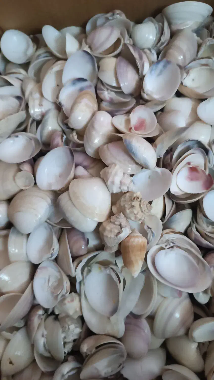 گوش ماهی|ماهی|شیراز, میانرود|دیوار