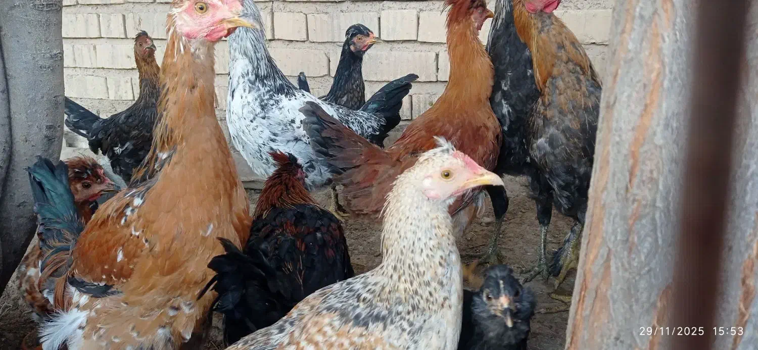 جوجه خروس محلی|حیوانات مزرعه|زرقان, |دیوار