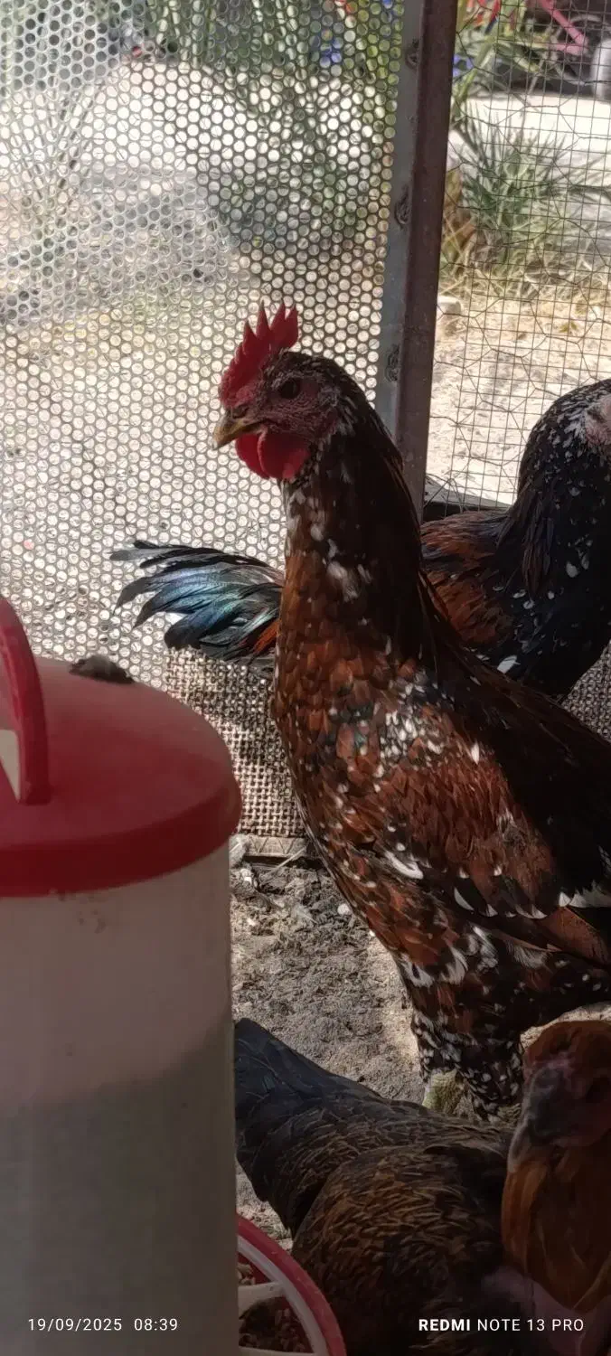 خروس گردن لخت|حیوانات مزرعه|خاش, |دیوار