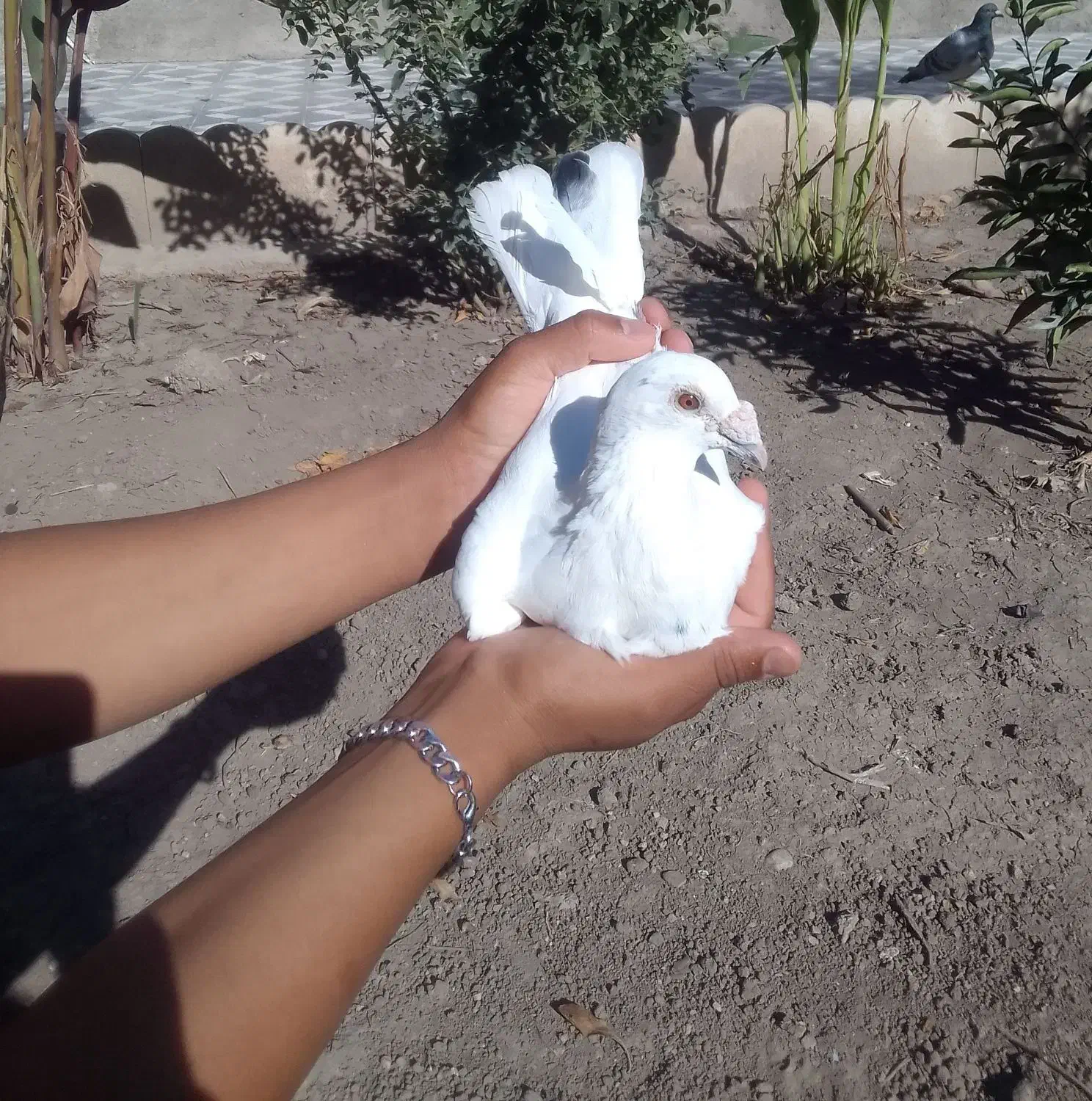 کبوتر جفتکاهی|پرنده|گالیکش, |دیوار