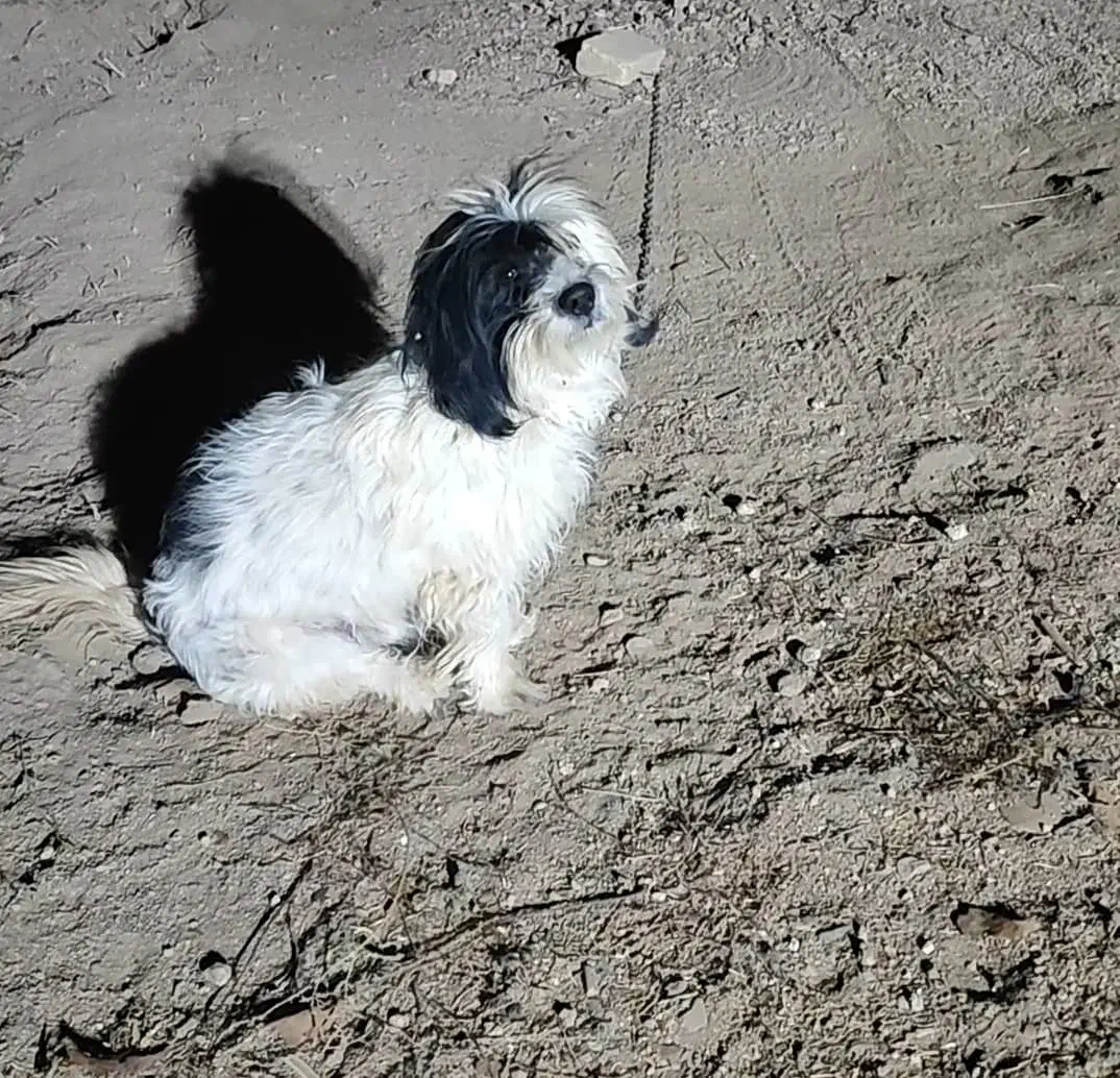 گمشده|حیوانات|سامن, |دیوار