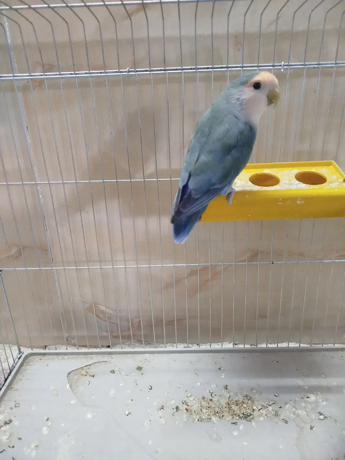 کوتوله برزیلی قیمت 800تومان|پرنده|جهرم, |دیوار