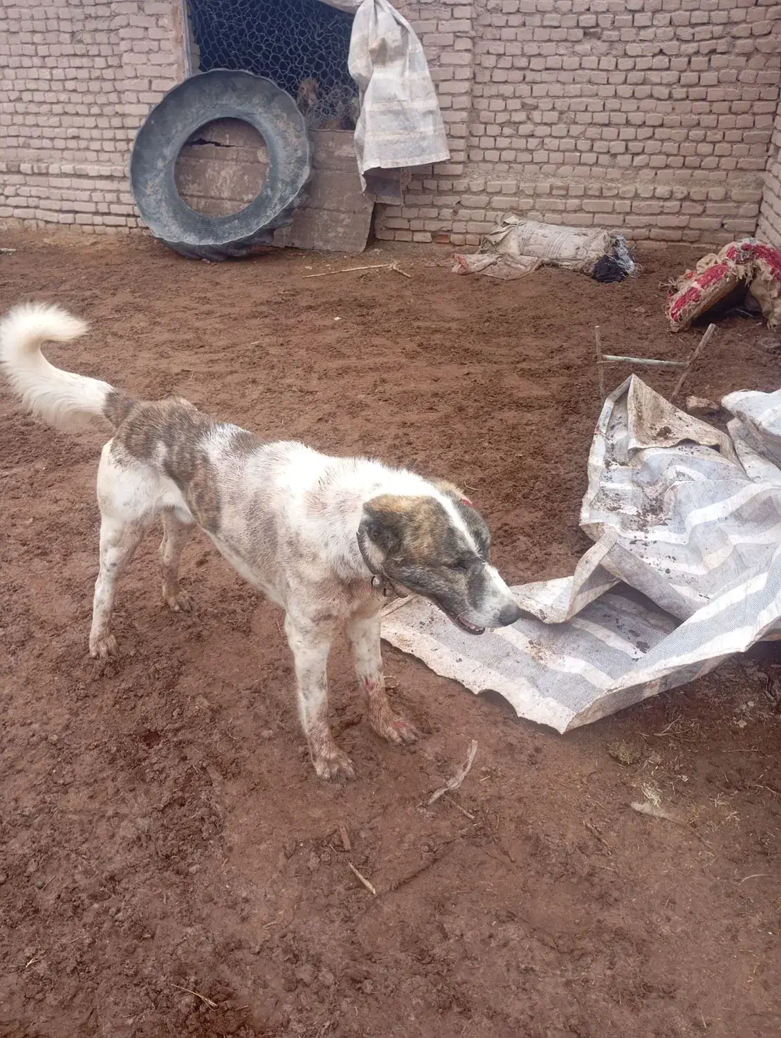 سگ گله ای|سگ|خوشاب, |دیوار