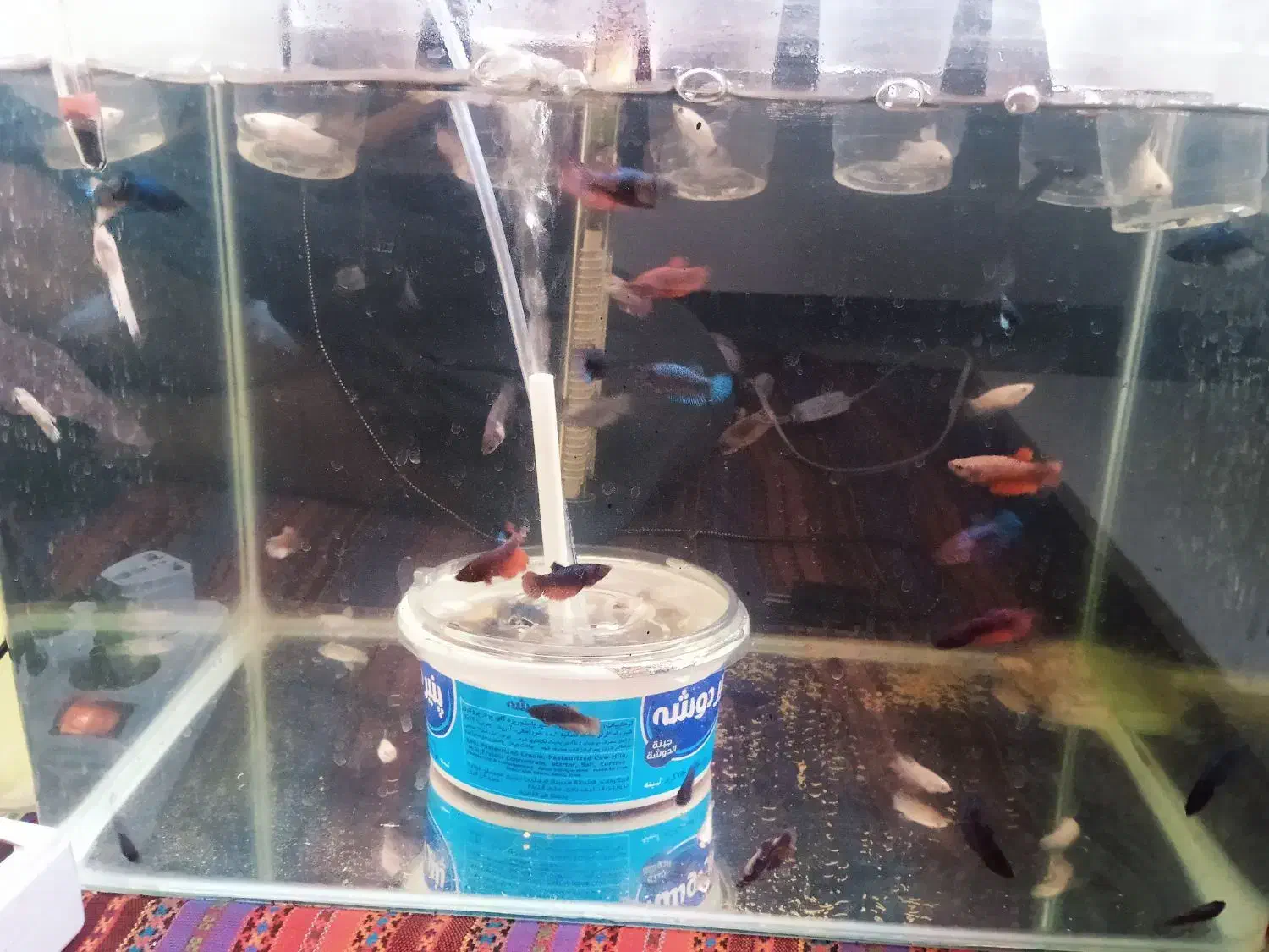 فایتر|ماهی|خرم‌آباد, |دیوار