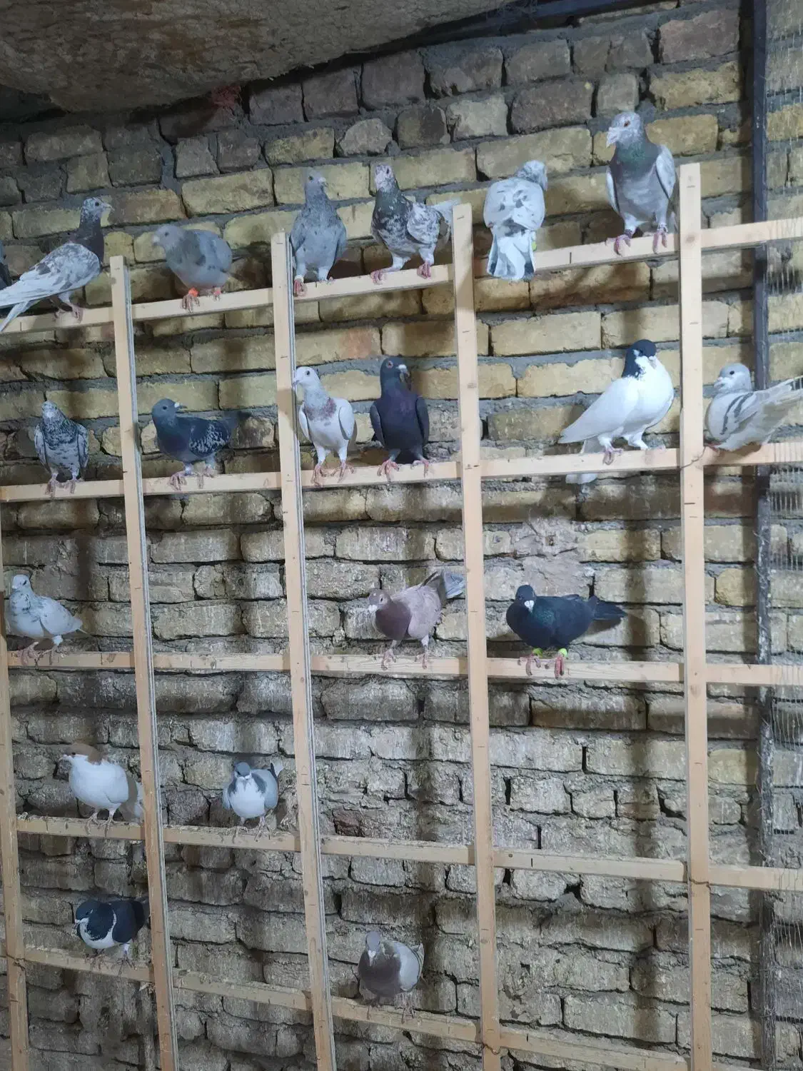 کبوتر پرنده|پرنده|قزوین, |دیوار