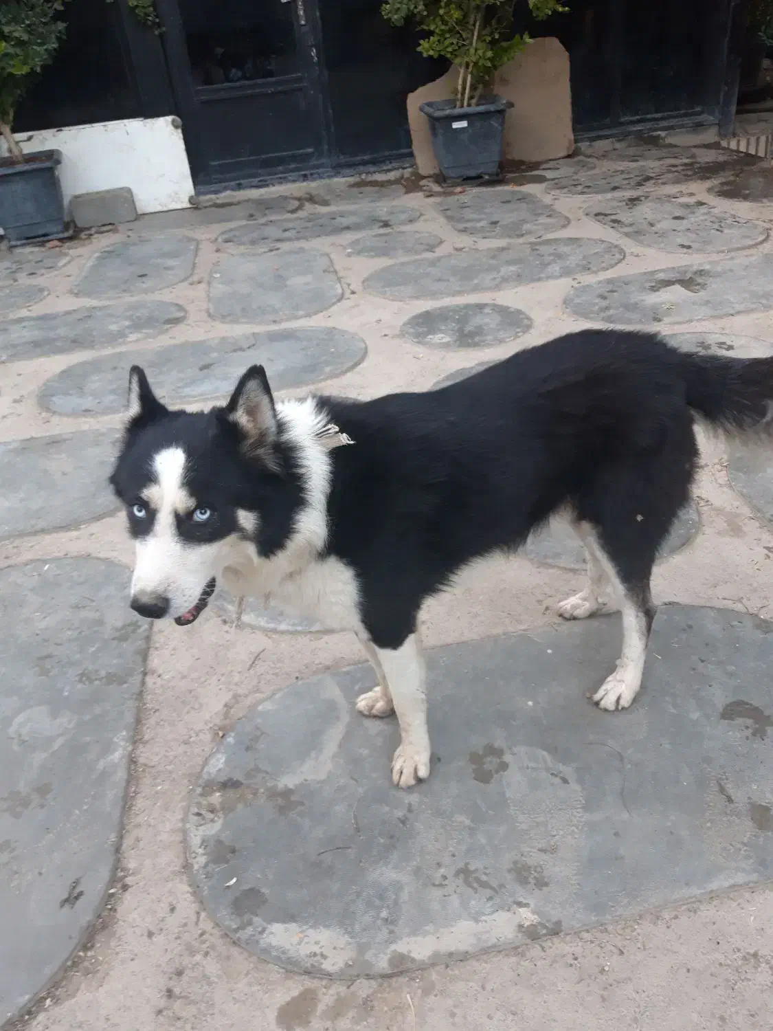 واگذاری  سگ هاسکی نر|سگ|شهریار, کردزار|دیوار