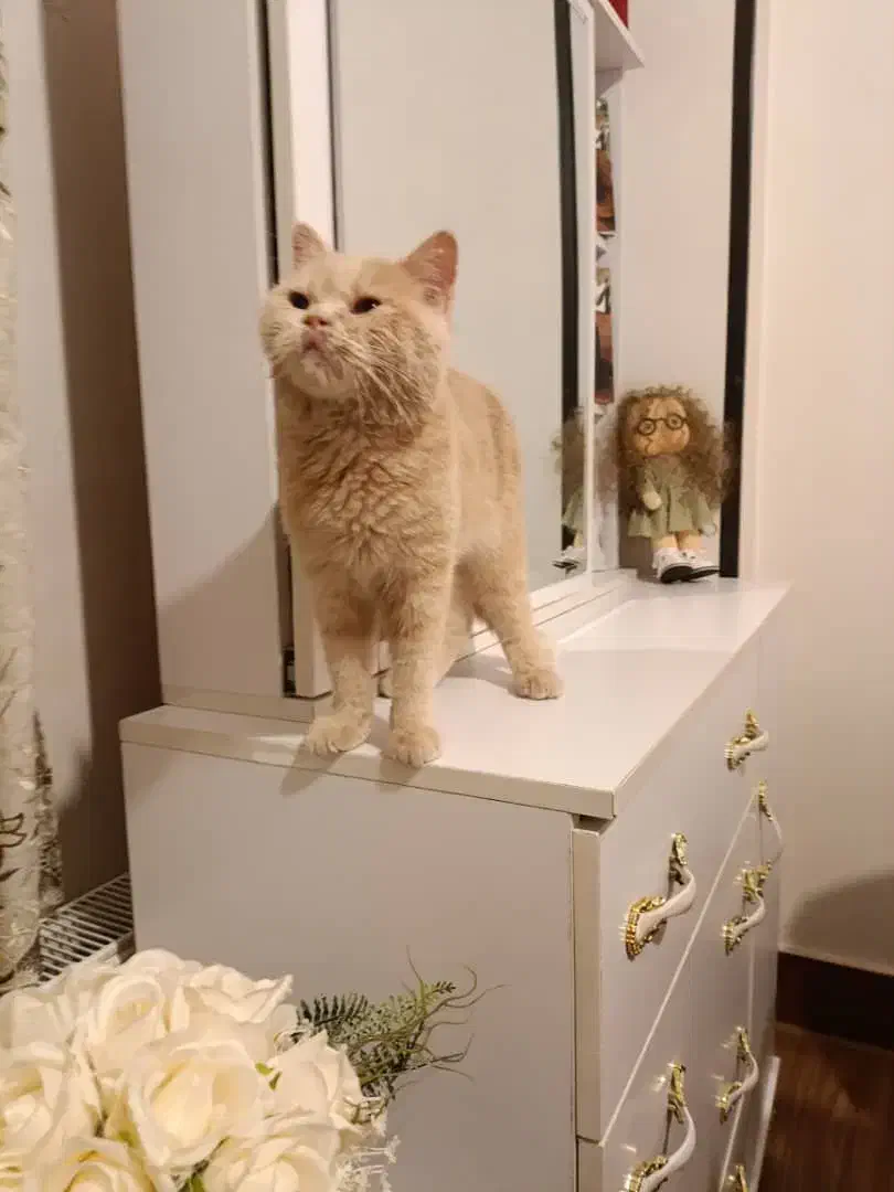 فروش گربه بریتیش|گربه|شهرکرد, |دیوار