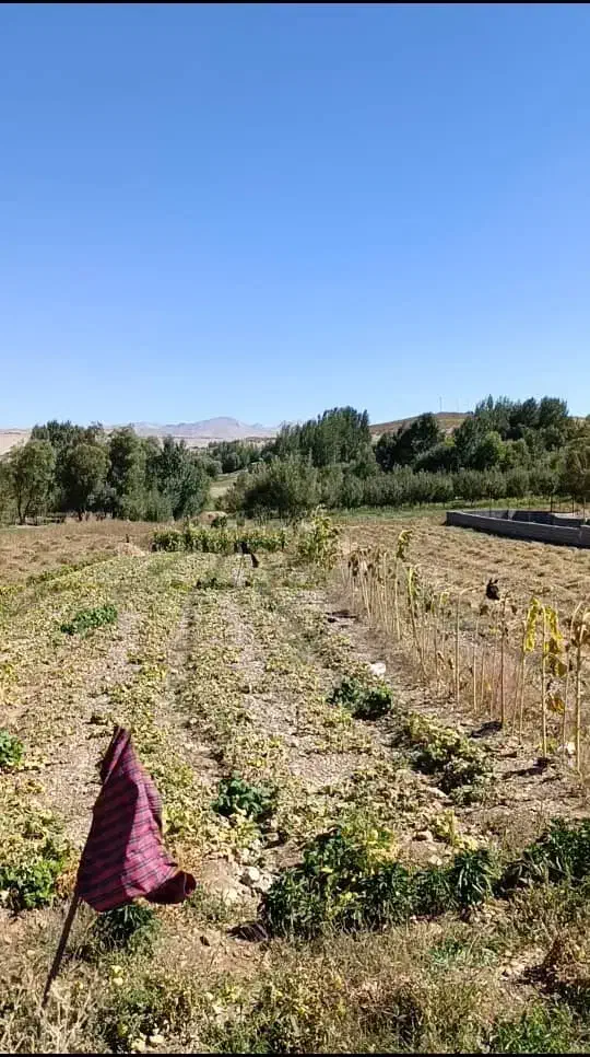 فروش زمین دربهترین جای بکرچغاخور|فروش زمین و ملک کلنگی|بلداجی, |دیوار