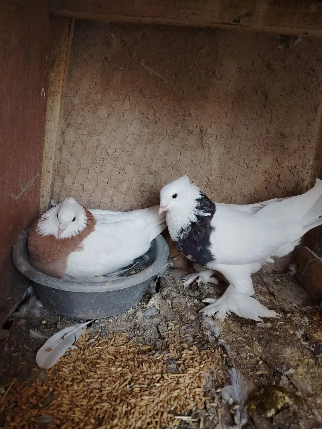 کفتر طوقی پاپر|پرنده|مبارکه, |دیوار