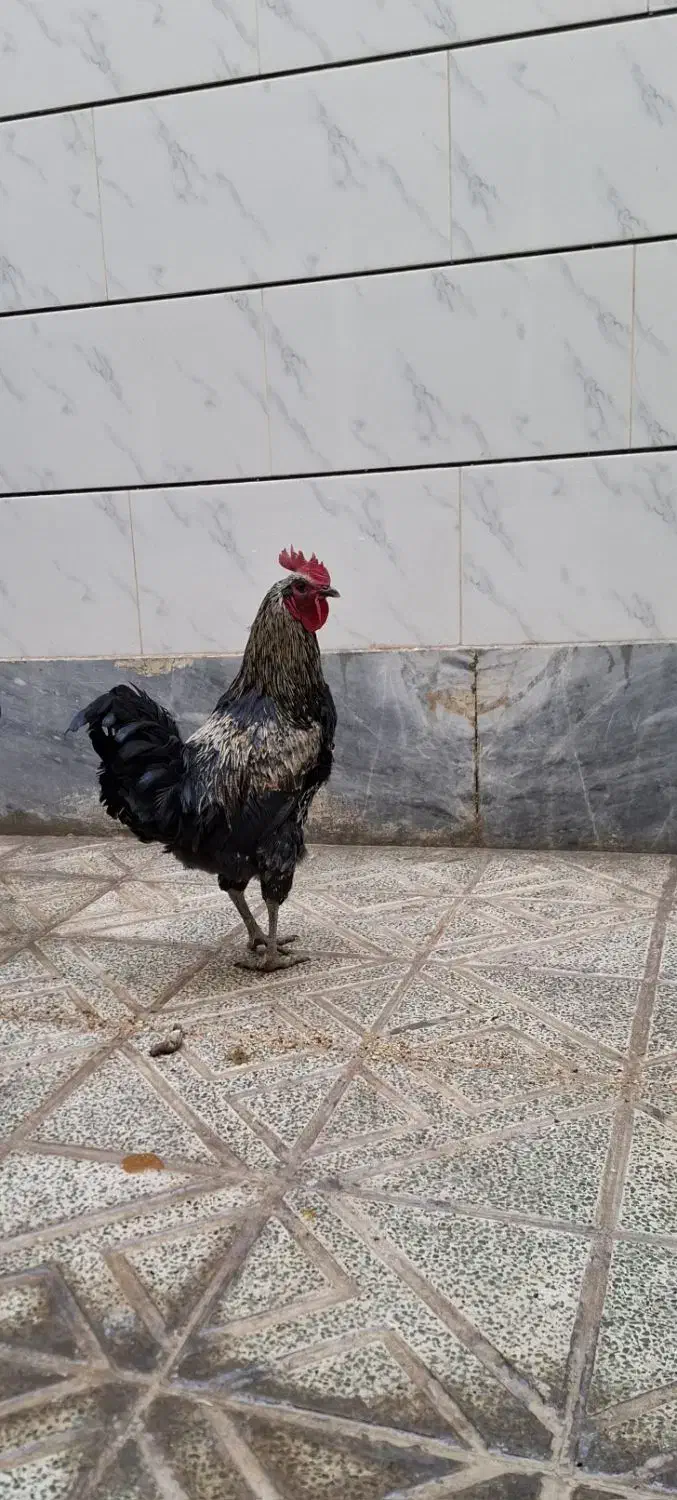 خروس های سالم و درشت - نژاد جهادی و گلپایگانی|حیوانات مزرعه|خمینیشهر, |دیوار