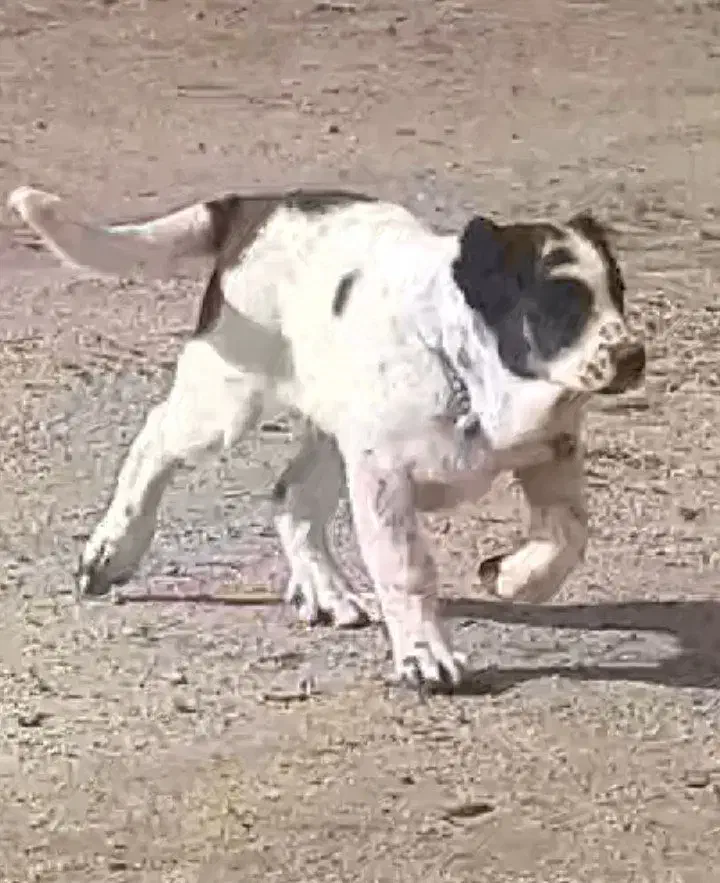 دو عدد توله قدر جونی به شرط هردو تر هستن|سگ|الیگودرز, |دیوار