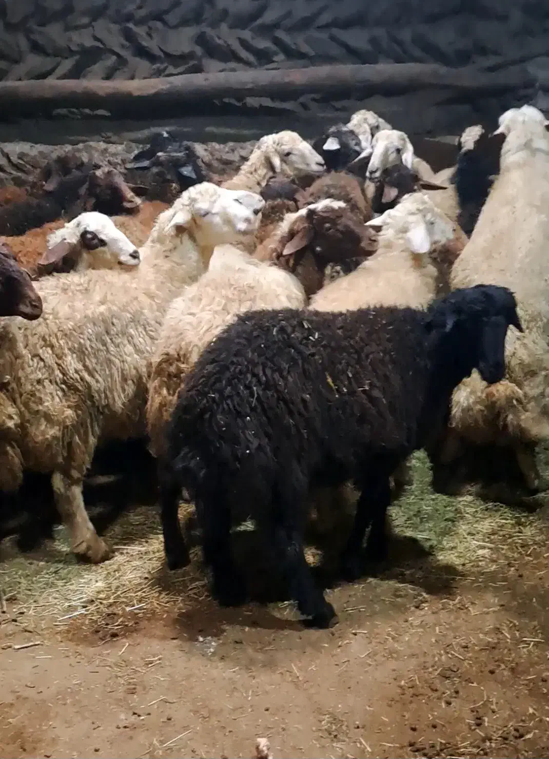 کاور نیروما|حیوانات مزرعه|کرفتو, |دیوار