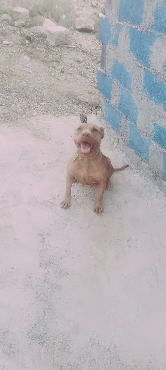 پیتبول اصیل|سگ|سرپل ذهاب, |دیوار