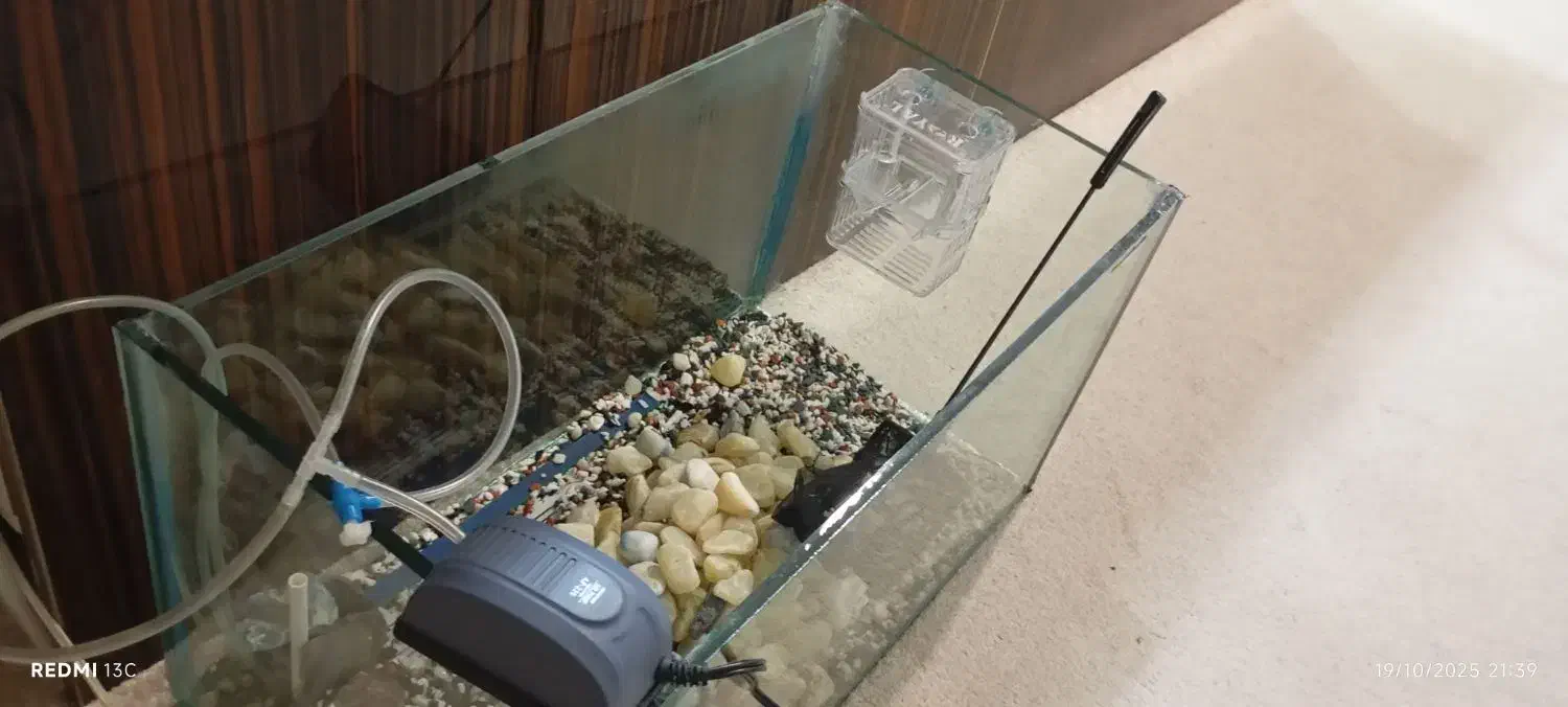 آکواریوم|ماهی|تهران, مسعودیه|دیوار