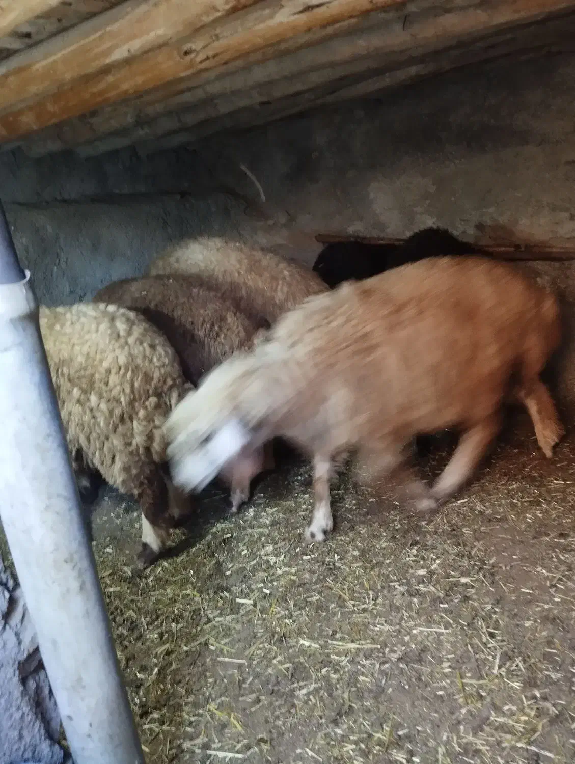 6عددبره ماده جفتی 22 ملیون مقتوع|حیوانات مزرعه|مریوان, |دیوار