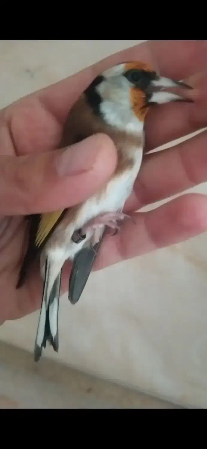 سهره ماده،متولد قفس، کار داده|پرنده|تهران, عبدلآباد|دیوار