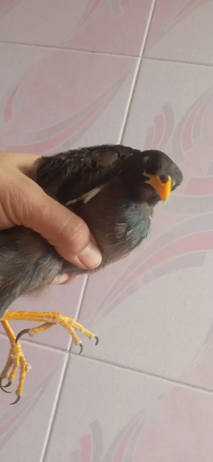 مینا|پرنده|کلاله, |دیوار