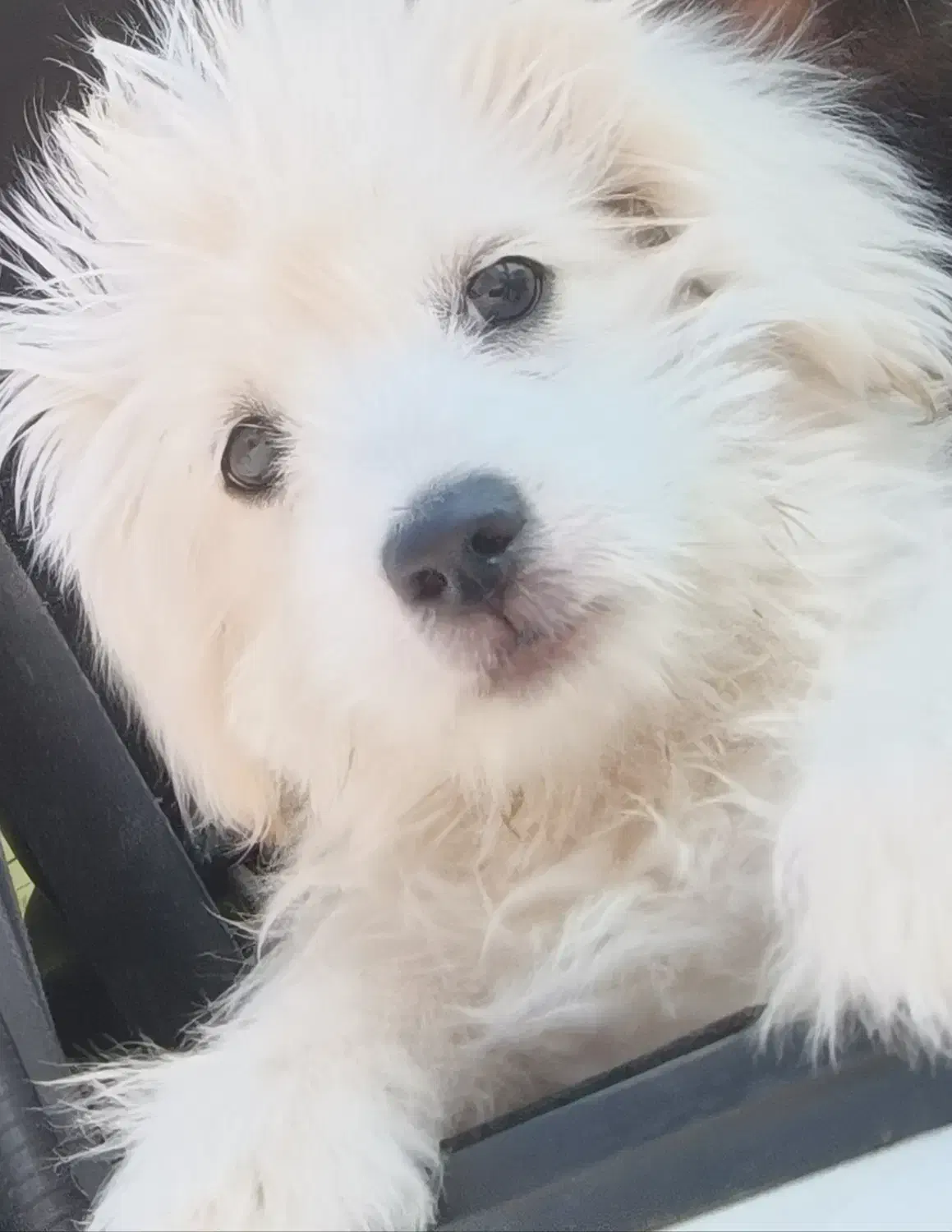 سگ پاکوتاه|سگ|سیرجان, |دیوار