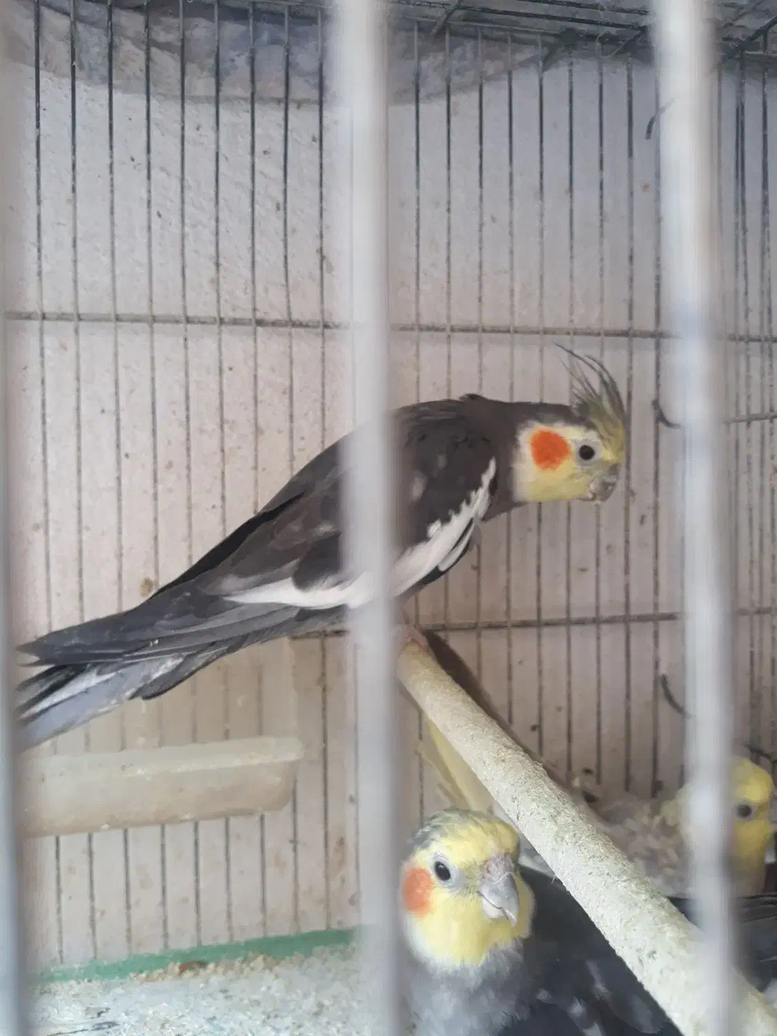 طوطی|پرنده|رشت, حمیدیان|دیوار