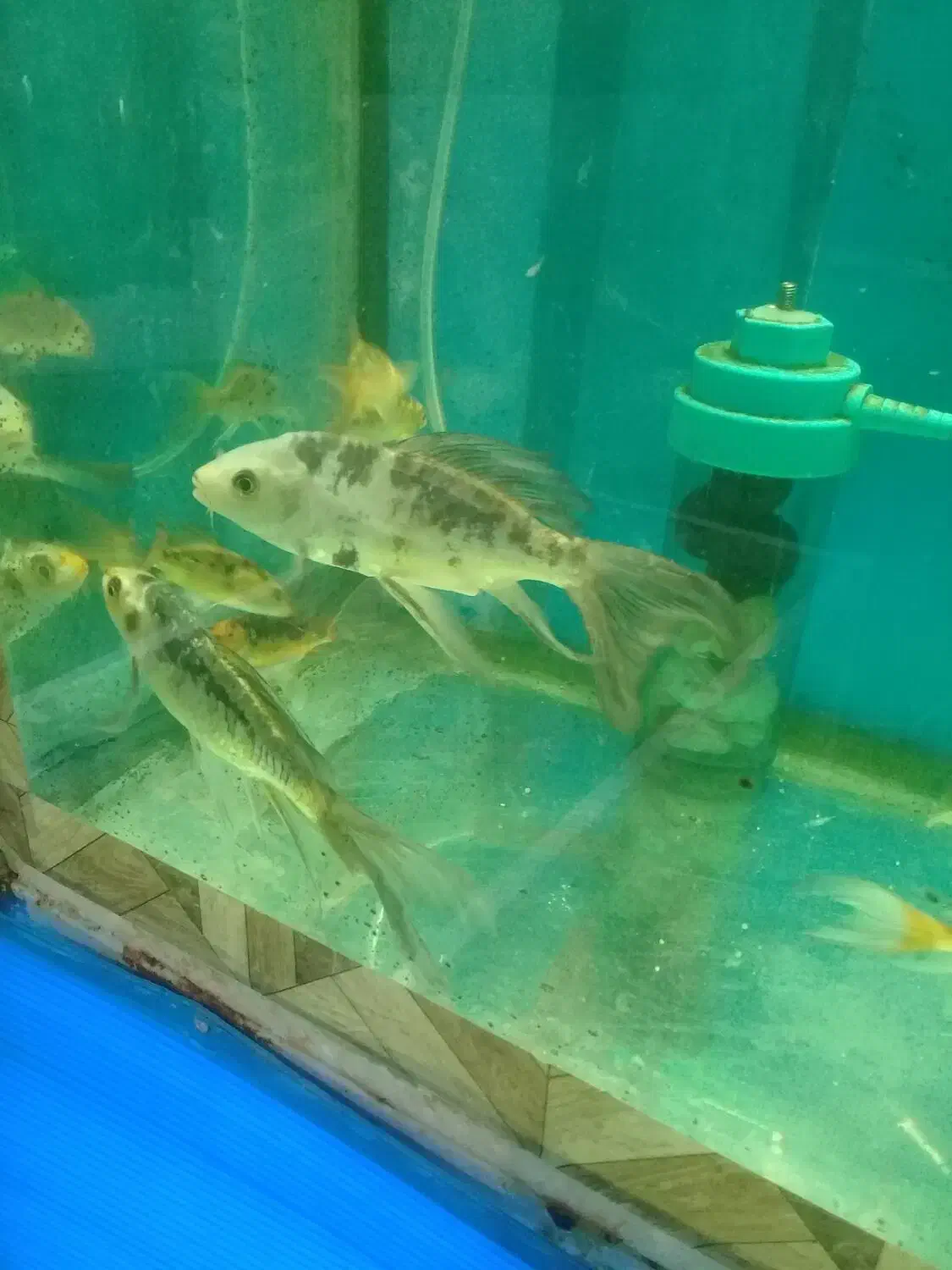 آکواریوم مولوی|ماهی|اصفهان, شاهد|دیوار