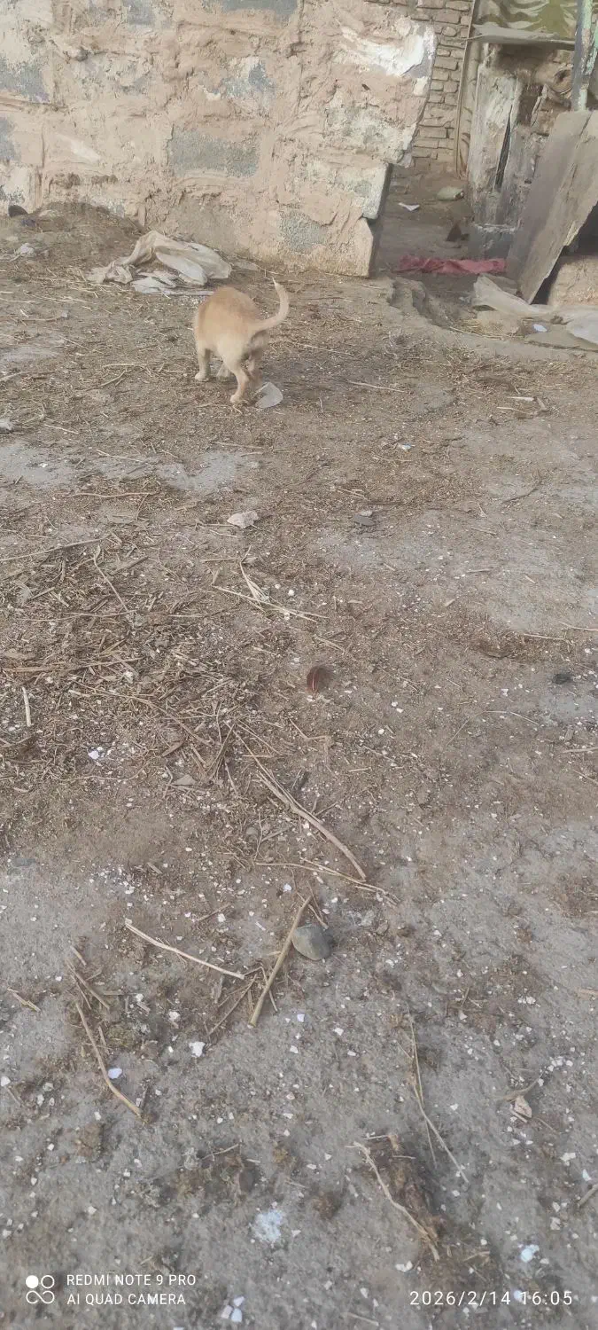 سگ بازیگوش|حیوانات|نیشابور, شریعتی|دیوار