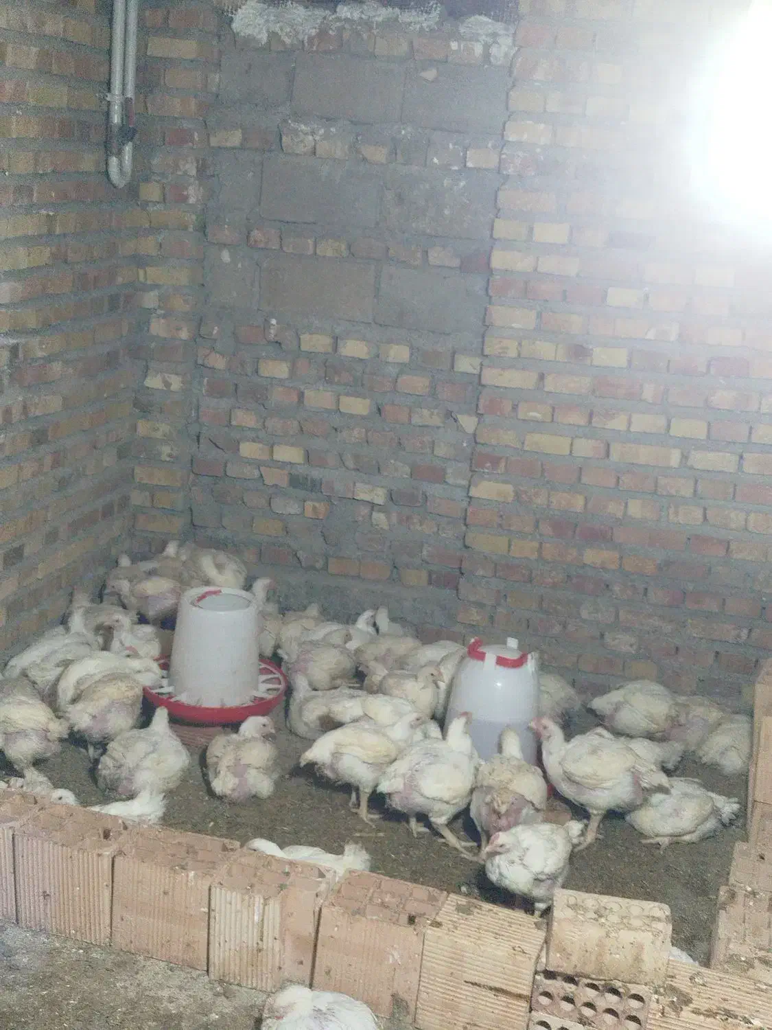 مرغ گوشتی|حیوانات مزرعه|مینودشت, |دیوار