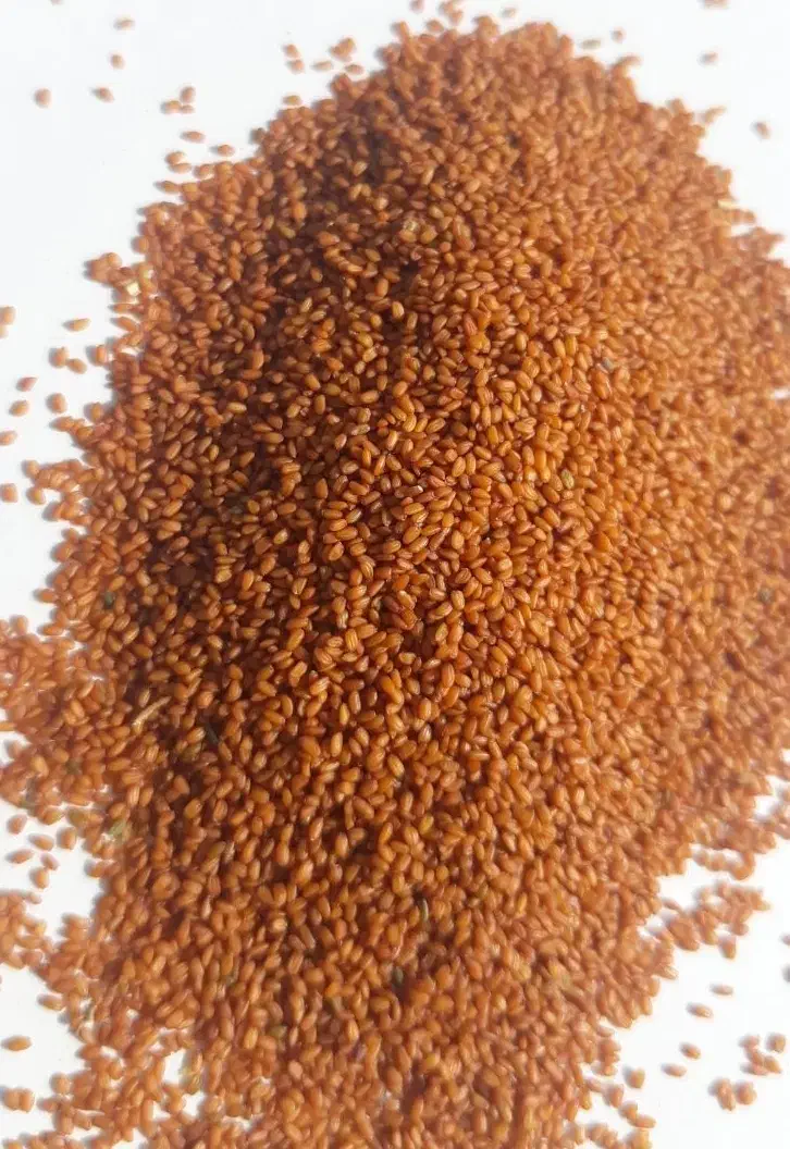 خ اکشیر اعلا|عمده‌فروشی|تربت‌حیدریه, سرمحله|دیوار