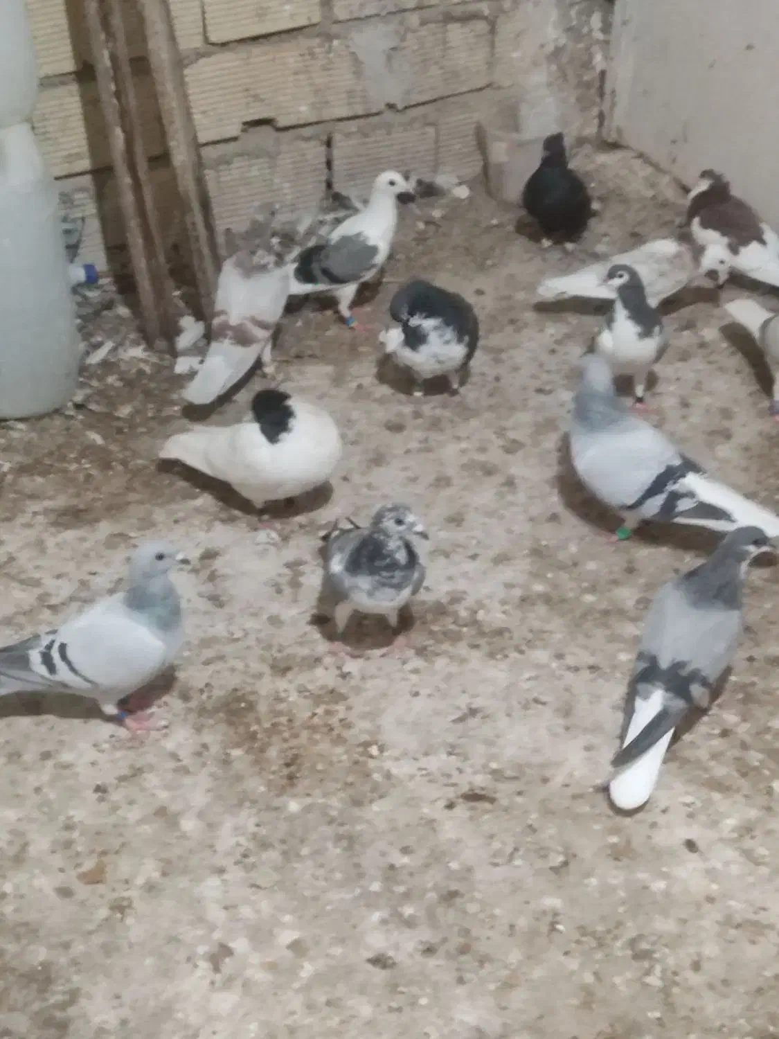 کبوتر شهری سبز همه نره|پرنده|برازجان, |دیوار