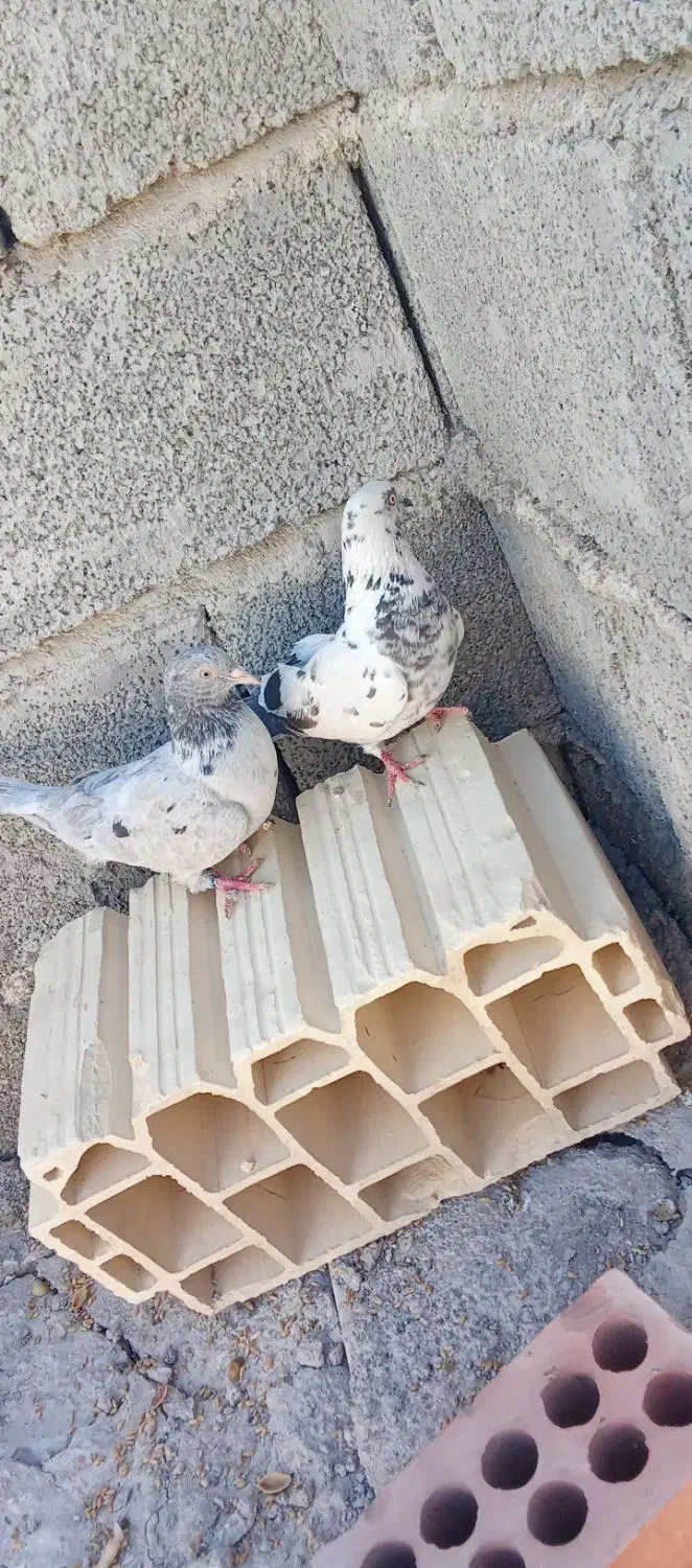 جیرفت روستا|پرنده|جیرفت, |دیوار