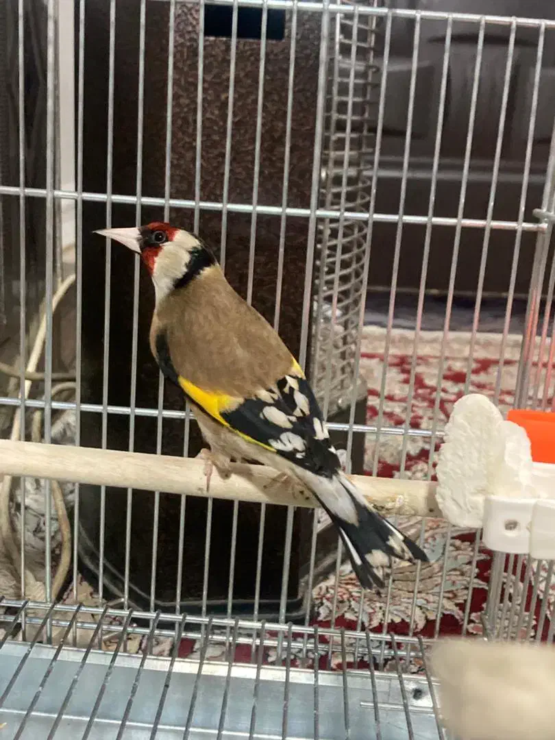 سهره ،سره|پرنده|اصفهان, دانشگاه اصفهان|دیوار