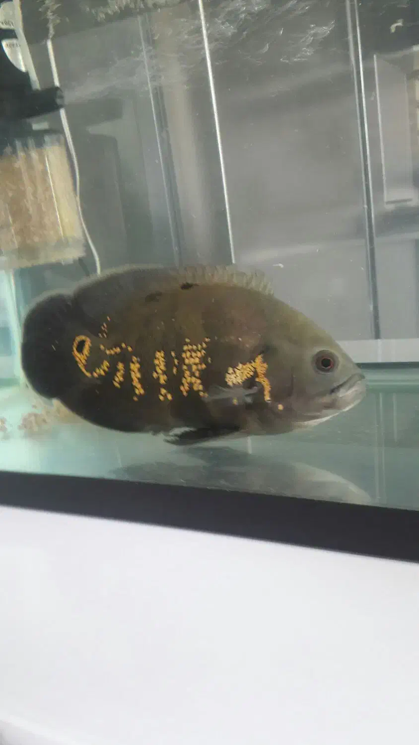 ماهی اسکار|ماهی|نجف‌آباد, شیخ بهایی جنوبی|دیوار