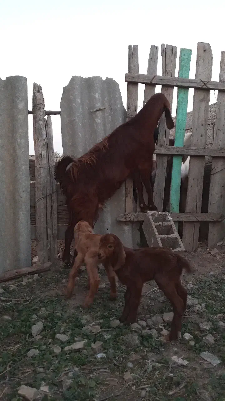 دو عدد بز بزقاله دار|حیوانات مزرعه|گنبد کاووس, |دیوار