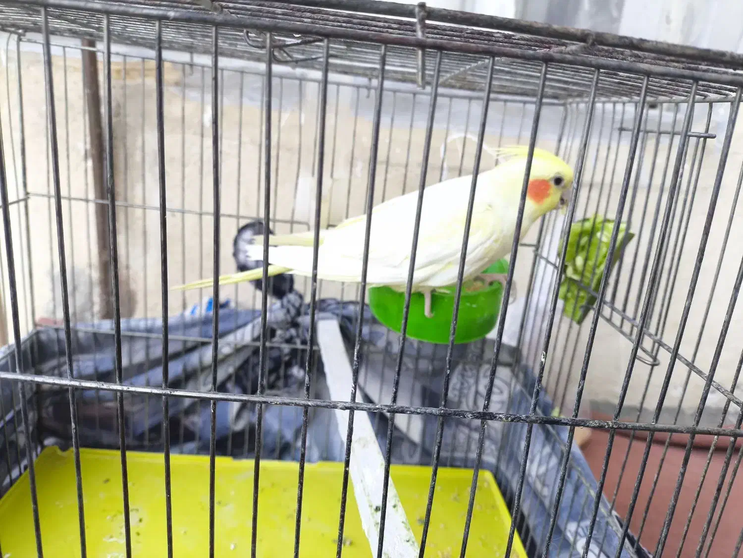 آگهی گمشده|حیوانات|نهاوند, |دیوار