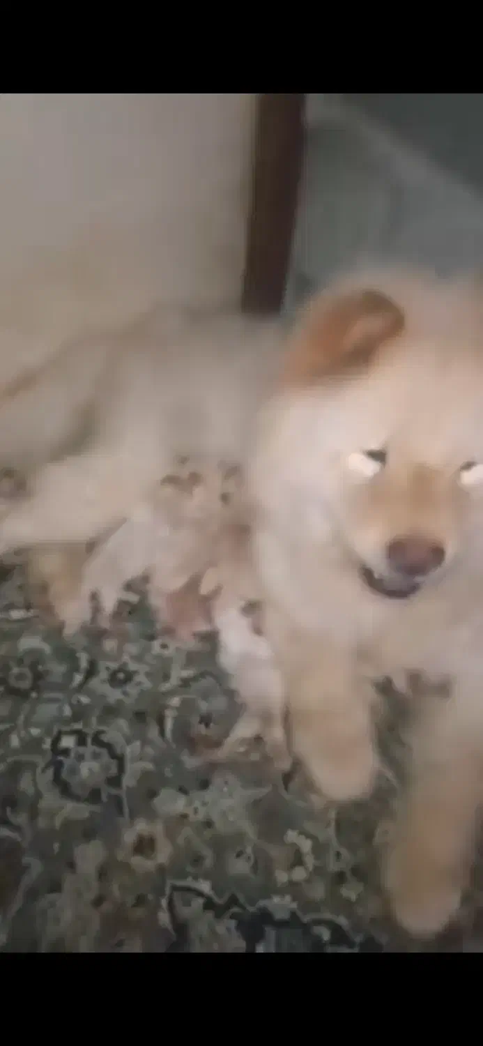 چاو چاو ماده|سگ|مشهد, شریف|دیوار