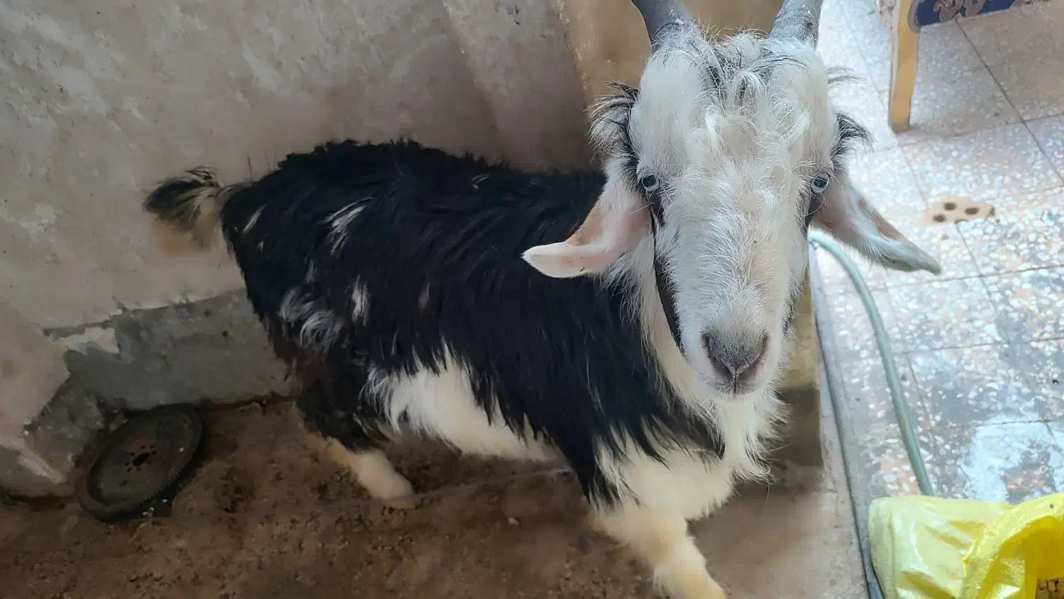 بزغاله نر|حیوانات مزرعه|دزفول, |دیوار