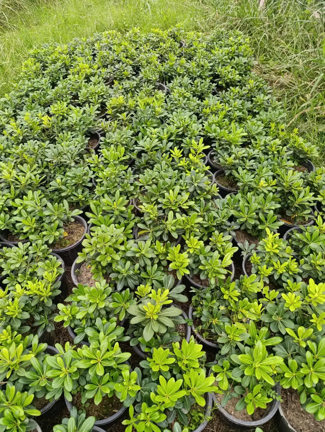 شمشاد نعنایی . پیتسپروم.اکوبا.یوکا.|گل و گیاه طبیعی|رحیم‌آباد, |دیوار