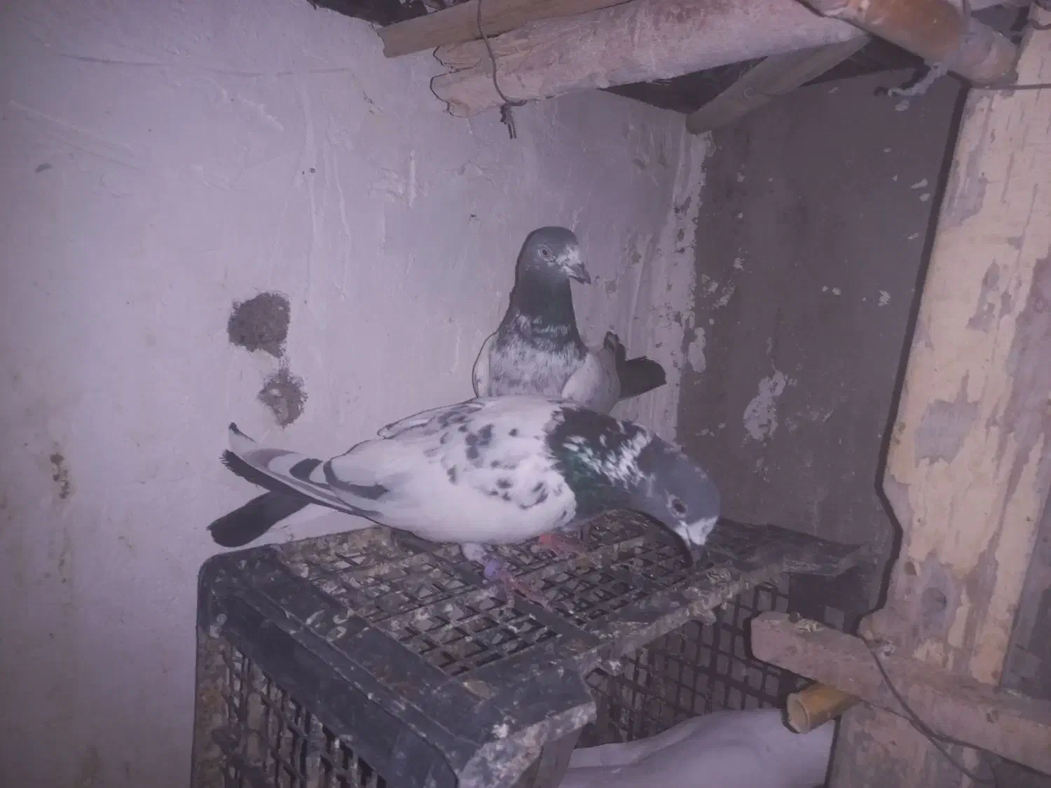 پرنده|پرنده|امیرآباد, |دیوار