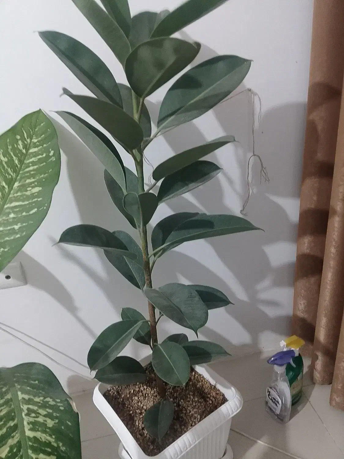 گل آپارتمانی فیکوس|گل و گیاه طبیعی|بهارستان, |دیوار