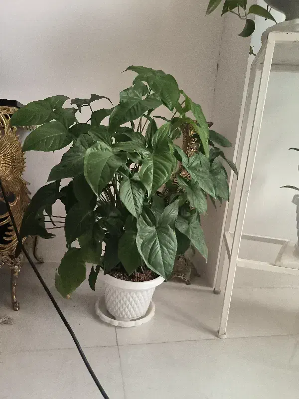 گل خانگی|گل و گیاه طبیعی|بروجرد, |دیوار