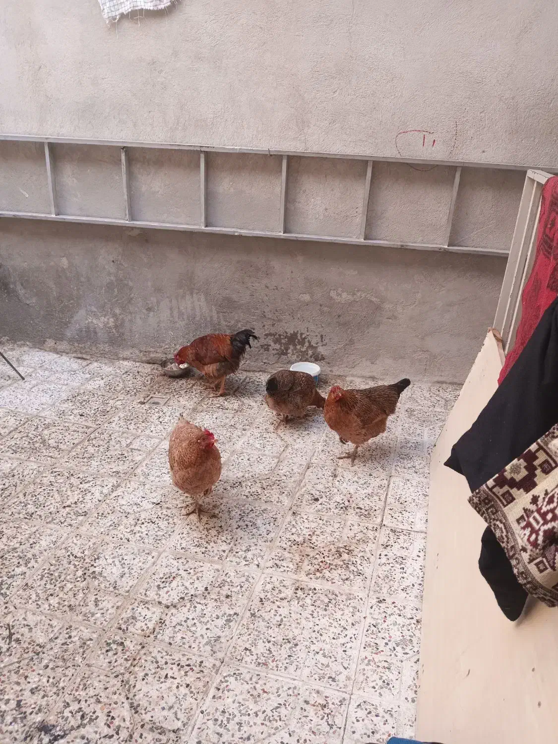 سه تا مرغ تخم گذاریک خروس|حیوانات مزرعه|بهارستان, |دیوار