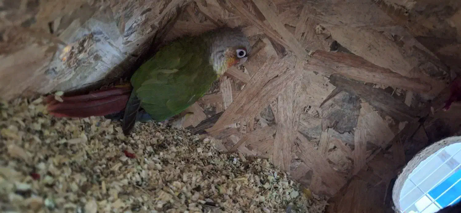 پرنده|پرنده|کرباسک, |دیوار