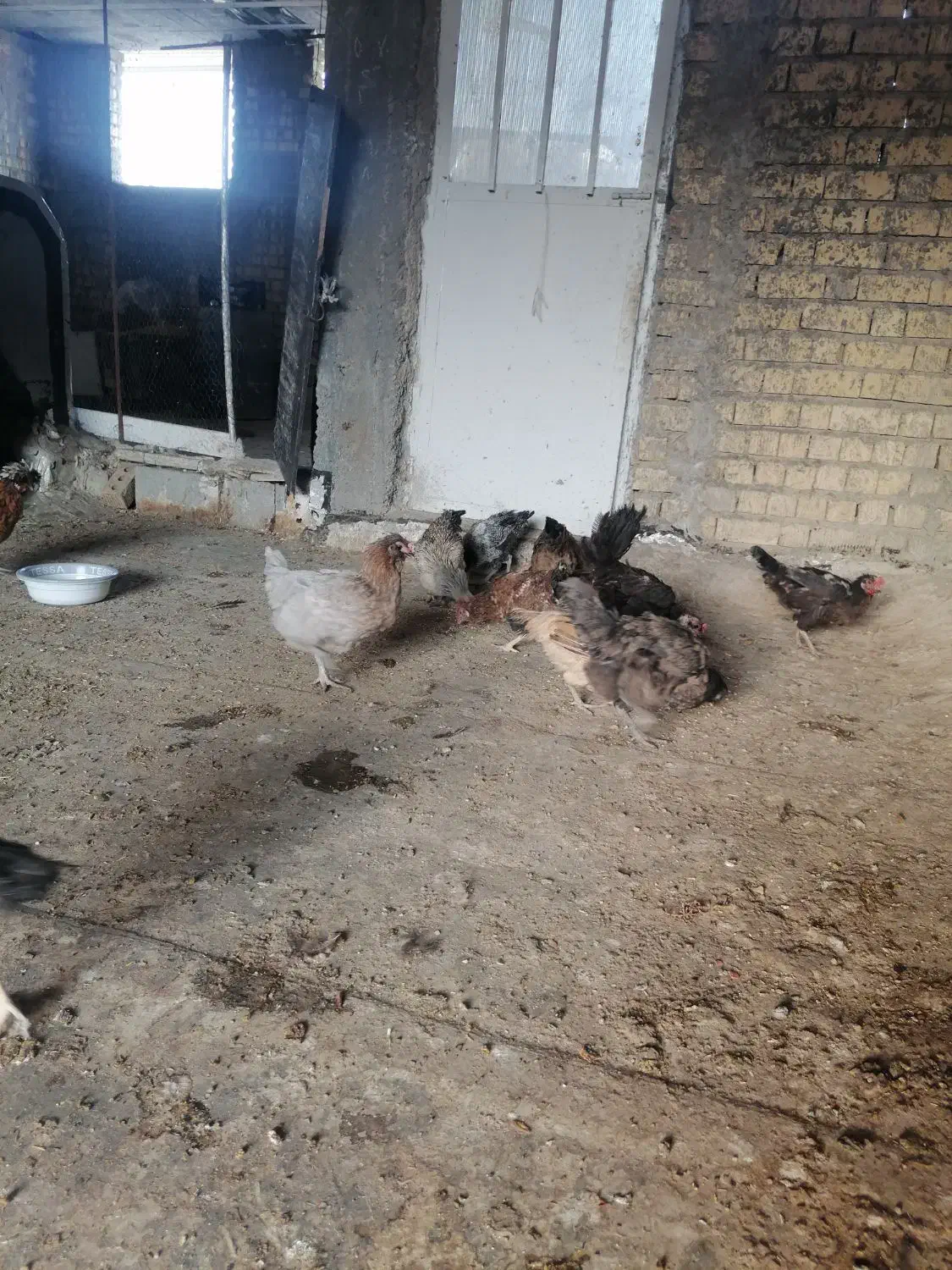 مرغ تخمگذار.|حیوانات مزرعه|شیراز, میانرود|دیوار