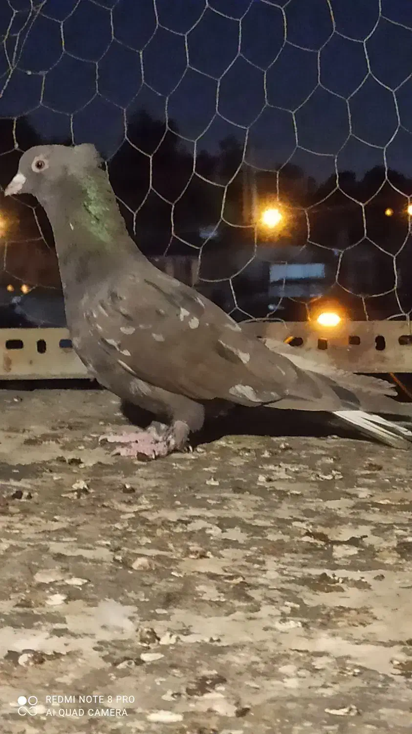 کبوتر|پرنده|شیراز, کوشک میدان|دیوار