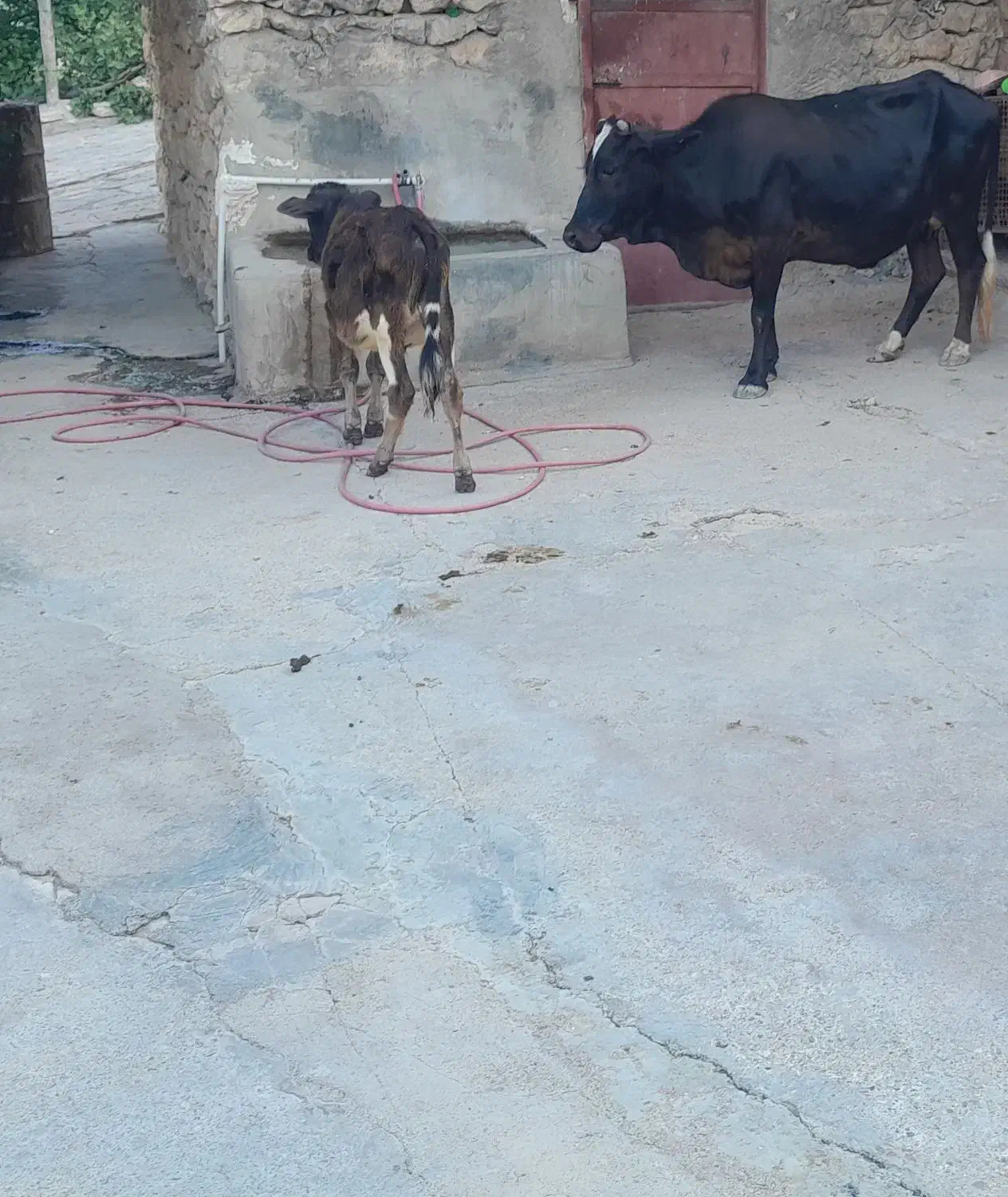 گاو با گوساله|حیوانات مزرعه|یاسوج, |دیوار